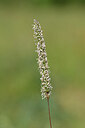 BUITEN BEELD Foto: 435146