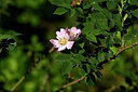 BUITEN BEELD Foto: 435152