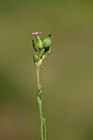 BUITEN BEELD Foto: 435161