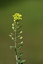 BUITEN BEELD Foto: 435164