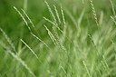 BUITEN BEELD Foto: 435166
