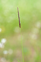 BUITEN BEELD Foto: 435168