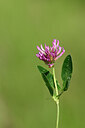 BUITEN BEELD Foto: 435176