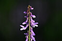 BUITEN BEELD Foto: 435182