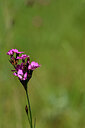 BUITEN BEELD Foto: 435196
