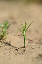 BUITEN BEELD Foto: 435197