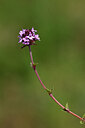 BUITEN BEELD Foto: 435216