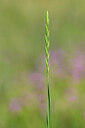 BUITEN BEELD Foto: 435224