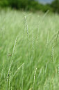BUITEN BEELD Foto: 435226