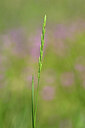BUITEN BEELD Foto: 435228