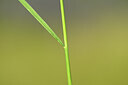BUITEN BEELD Foto: 435236