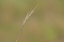 BUITEN BEELD Foto: 435244