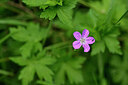BUITEN BEELD Foto: 435246