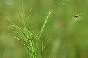 BUITEN BEELD Foto: 435247