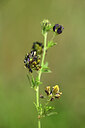BUITEN BEELD Foto: 435249