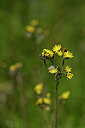 BUITEN BEELD Foto: 435252