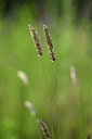 BUITEN BEELD Foto: 435254