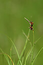 BUITEN BEELD Foto: 435255