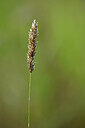 BUITEN BEELD Foto: 435256