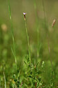 BUITEN BEELD Foto: 435259