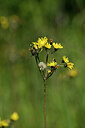 BUITEN BEELD Foto: 435261