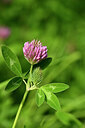 BUITEN BEELD Foto: 435262