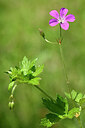 BUITEN BEELD Foto: 435274