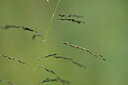 BUITEN BEELD Foto: 435277