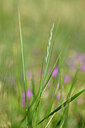 BUITEN BEELD Foto: 435290