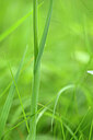 BUITEN BEELD Foto: 435295
