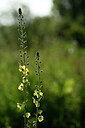 BUITEN BEELD Foto: 435300