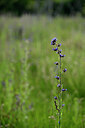 BUITEN BEELD Foto: 435313