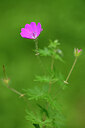 BUITEN BEELD Foto: 435332