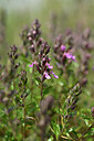 BUITEN BEELD Foto: 435334