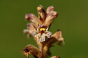 BUITEN BEELD Foto: 435348
