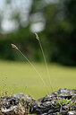 BUITEN BEELD Foto: 435355