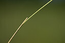 BUITEN BEELD Foto: 435361