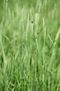 BUITEN BEELD Foto: 435367