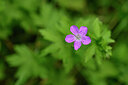 BUITEN BEELD Foto: 435379