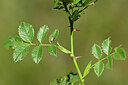 BUITEN BEELD Foto: 435381