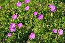 BUITEN BEELD Foto: 435384
