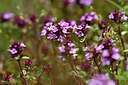 BUITEN BEELD Foto: 435387