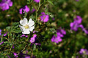 BUITEN BEELD Foto: 435403