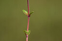 BUITEN BEELD Foto: 435410