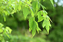 BUITEN BEELD Foto: 435415