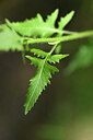 BUITEN BEELD Foto: 435419