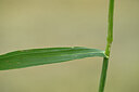 BUITEN BEELD Foto: 435420