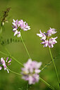 BUITEN BEELD Foto: 435431
