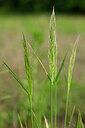 BUITEN BEELD Foto: 435436