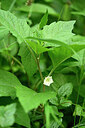 BUITEN BEELD Foto: 435440